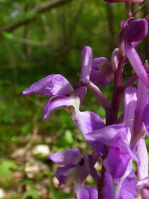 Orchis mascula 'purpurea'